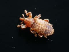 Dorytomus nebulosus