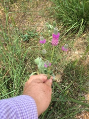 Dalea purpurea