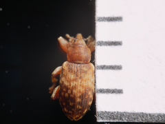Dorytomus nebulosus