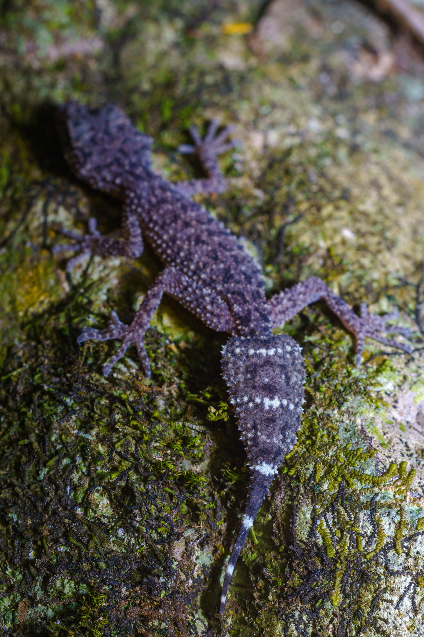 Mount Ossa Broad-Tailed Gecko photo 6