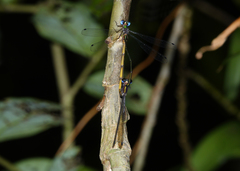 Synlestes tropicus