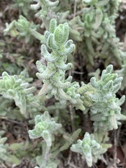 Teucrium charidemi