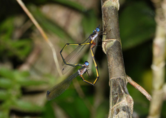 Synlestes tropicus