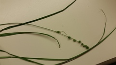 Carex sparganioides