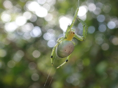 Aoaraneus pentagrammicus