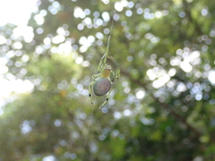 Aoaraneus pentagrammicus