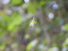 Aoaraneus pentagrammicus