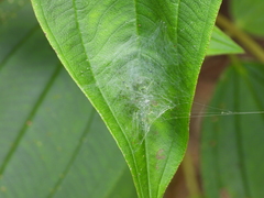 Aoaraneus pentagrammicus