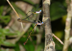 Synlestes tropicus
