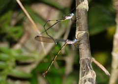 Synlestes tropicus