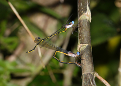 Synlestes tropicus