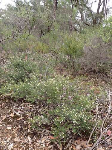 Image of heath spyridium by (c) Nina Kerr, some rights reserved (CC BY)