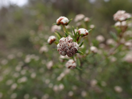 Image of Spyridium eriocephalum by (c) Nina Kerr, some rights reserved (CC BY)