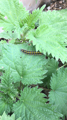 Callimorpha dominula