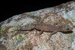 Phyllurus championae