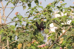 Papilio polytes