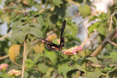 Papilio polytes