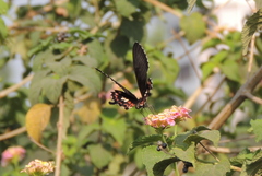 Papilio polytes