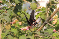Papilio polytes