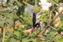 Papilio polytes