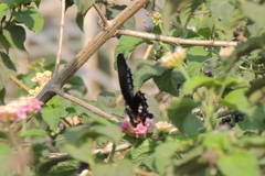 Papilio polytes