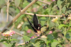 Papilio polytes