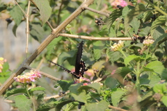 Papilio polytes