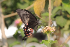 Papilio polytes