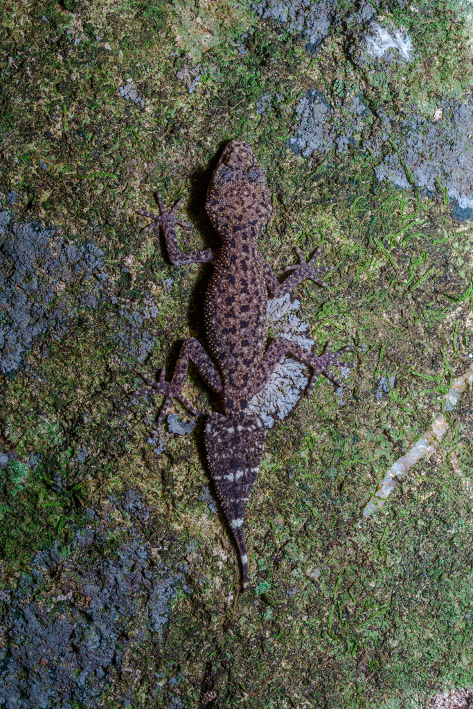 Mount Blackwood Leaf-Tailed Gecko