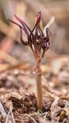 Ceropegia shrirangii