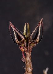Ceropegia shrirangii
