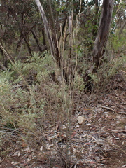 Austrostipa breviglumis