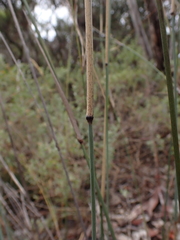 Austrostipa breviglumis