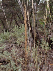 Austrostipa breviglumis