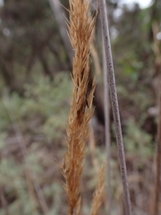 Austrostipa breviglumis