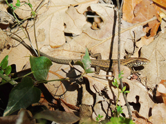 Algyroides moreoticus