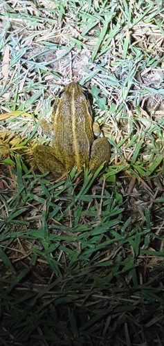 Cyclorana alboguttata