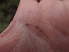 Austrostipa breviglumis