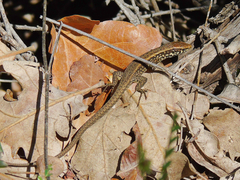 Algyroides moreoticus