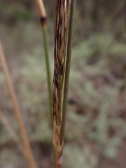Austrostipa breviglumis