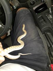 Arizona elegans candida