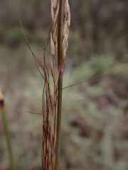 Austrostipa breviglumis