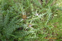 Gundelia tournefortii