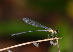 Lestoidea