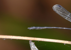 Lestoidea