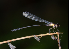 Lestoidea