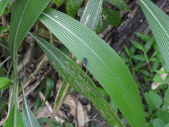 Pyrocoelia formosana
