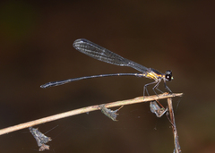 Lestoidea
