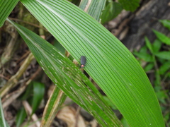 Pyrocoelia formosana