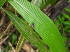 Pyrocoelia formosana